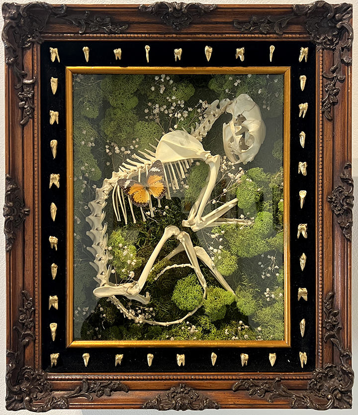 Cat skeleton and butterfly surrounded by moss inside of elobrate frame