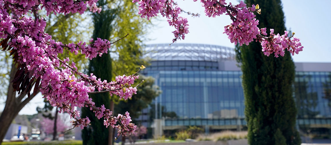 The Fresno State Library framed by purple spring blossoms